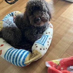 トイプードルをお迎えしたい方はいませんか？