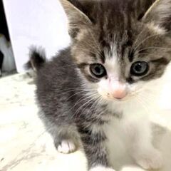 【ユキ】2024.1.3産まれ♀の画像