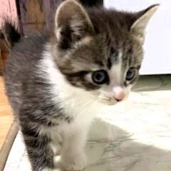 【ユキ】2024.1.3産まれ♀ - 猫