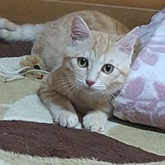 元気良くだっこ大好き保護猫の唐猫ちゃんでしすよ
