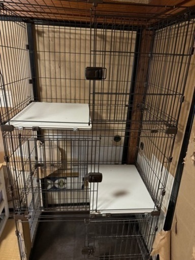 期間限定　三月までのちに処分猫ゲージ三段