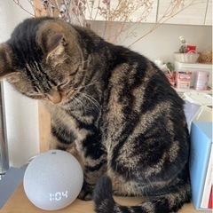 犬ちゃんみたいなゴロゴロすぎる♡アメショミックスの女の子(決まり...