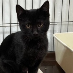3/3譲渡会⭐️3ヶ月黒猫オレオ兄弟仲良し