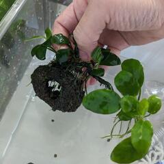 【水草】アヌビアスナナミニ　溶岩石活着