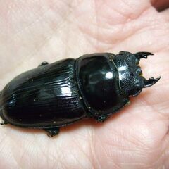 奈良県産オオクワガタ F6 ♀46ミリの画像