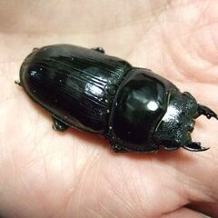 奈良県産オオクワガタ F6 ♀46ミリの画像