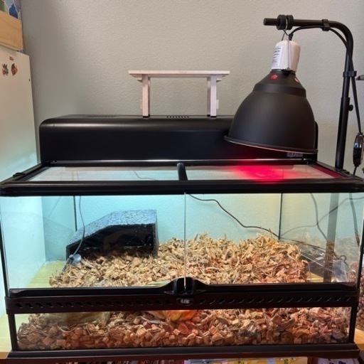 ジェックスフトアゴヒゲトカゲ&リクガメ飼育セットおまけ付き