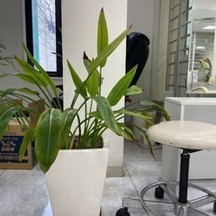 観葉植物の画像
