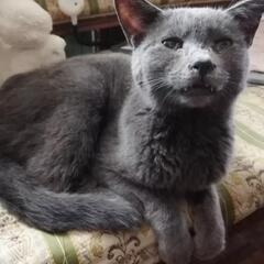 決定、気の良いおっちゃん猫、仮名タツマサ