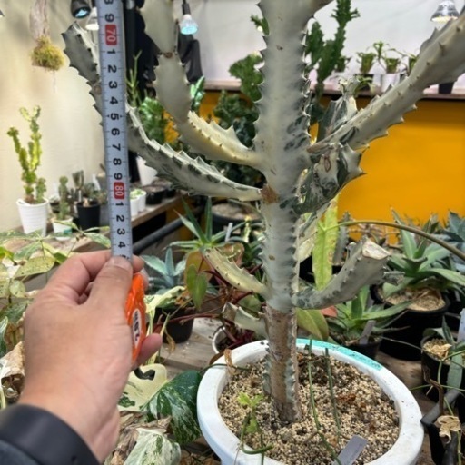 観葉植物　ユーフォルビア　ホワイトゴースト　特大