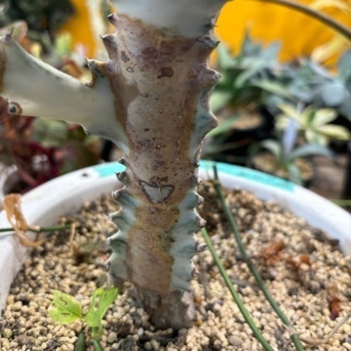 観葉植物　ユーフォルビア　ホワイトゴースト　特大