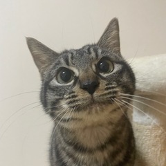 推定6ヶ月 猫 （雄） ★家族決まりました。