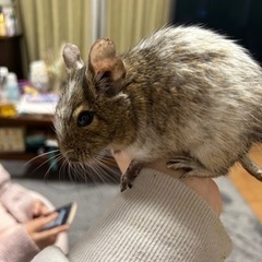 里親様決まりましたデグー ♂ 3歳 アグーチパイド