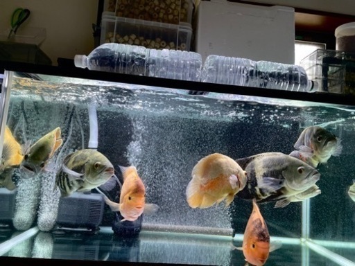 コトブキ90センチ水槽