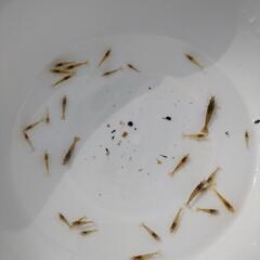 ミナミヌマエビ　1匹　50円