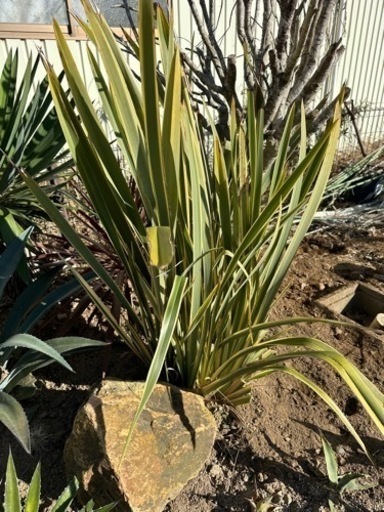 ニューサイラン　斑入り　130cm