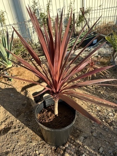 赤ドラセナ　レッドスター　コルジリネ　幹立　1m