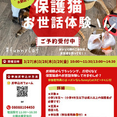 保護猫お世話体験