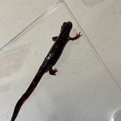 オキナワシリケンイモリ　水槽セット