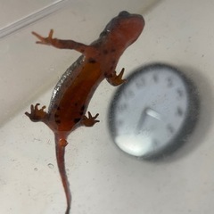 オキナワシリケンイモリ　水槽セットの画像