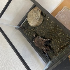 オキナワシリケンイモリ　水槽セットの画像