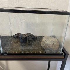 オキナワシリケンイモリ　水槽セットの画像