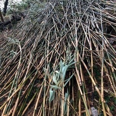 シノ　竹シノの画像