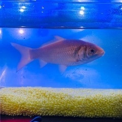 金魚　1匹の画像
