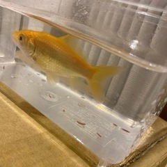 金魚　1匹の画像
