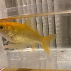 金魚　1匹の画像