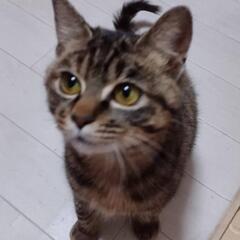 キジトラちゃん【決まりました】
