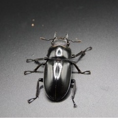 パリーフタマタクワガタ 亜種デロレイ ペアの画像