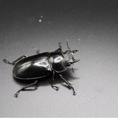 パリーフタマタクワガタ 亜種デロレイ ペアの画像