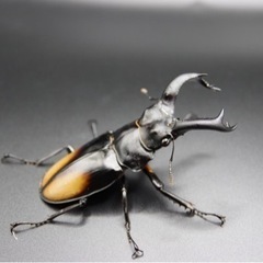 パリーフタマタクワガタ 亜種デロレイ ペアの画像