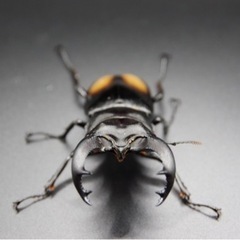 パリーフタマタクワガタ 亜種デロレイ ペアの画像