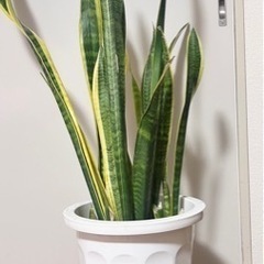 【引受先決定】観葉植物サンスベリア空気を浄化する