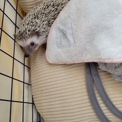 ハリネズミお譲りします。アレルギーになってしまって飼えなくなって...