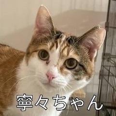 可愛い大人猫たち