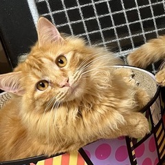 【里親様決定！！】モフモフアメショ柄甘えん坊の男の子🧡