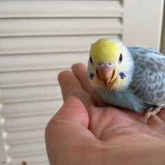 セキセイインコの雛　生後1ヶ月半を大切に家族にお迎えしてくださる...
