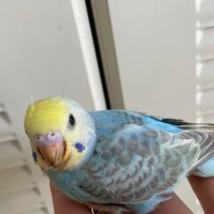 セキセイインコの雛　生後1ヶ月半を大切に家族にお迎えしてくださる方にお譲りしますの画像