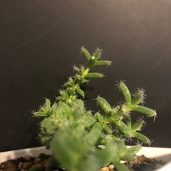 【塊根植物】Trichodiadema bullbosum【コー...