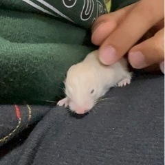 ゴールデンハムスター⑤