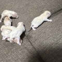 ゴールデンハムスター⑥