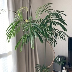 エバーフレッシュ(観葉植物)の画像