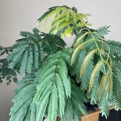 エバーフレッシュ(観葉植物)の画像