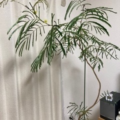 エバーフレッシュ(観葉植物)の画像