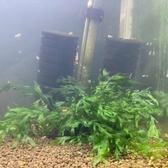 【最終値下】流木付き水草　ボルビディス