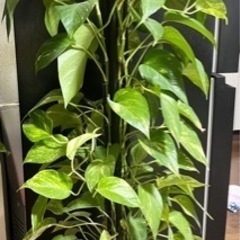 【引渡し決定】観葉植物ポトス🪴取りに来てくれる方