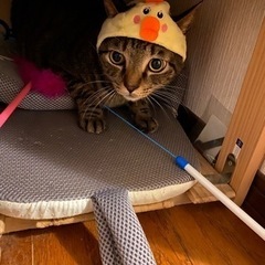 【急募】7歳のオスにゃんこ